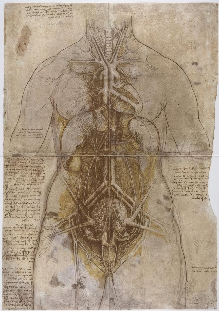 Anatomiestudie af Leonardo da Vinci