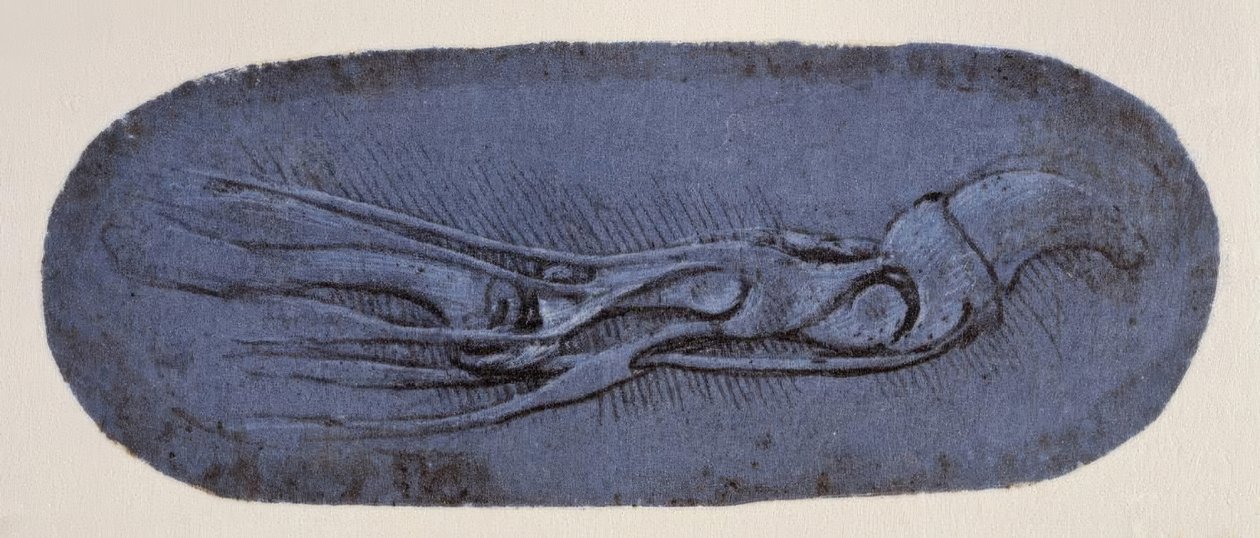 Anatomiestudie af Leonardo da Vinci