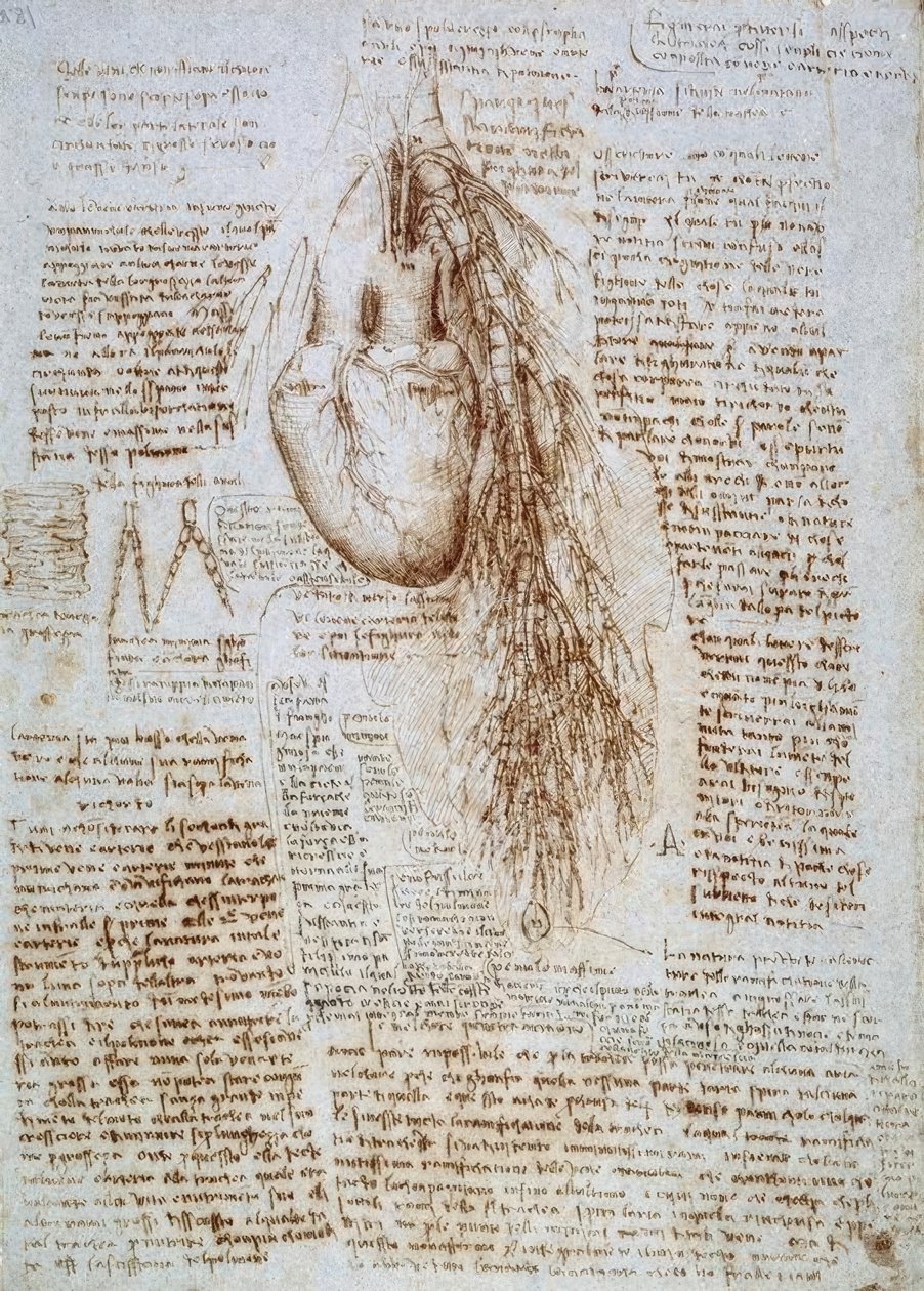 Anatomiundersøgelse: hjertet og omgivende blodkar med lungerne af Leonardo da Vinci