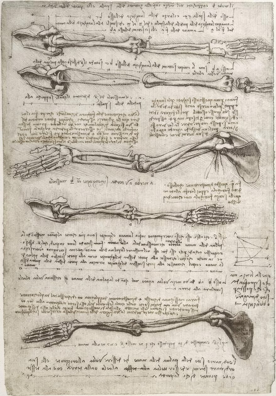 Anatomiestudien af Leonardo da Vinci