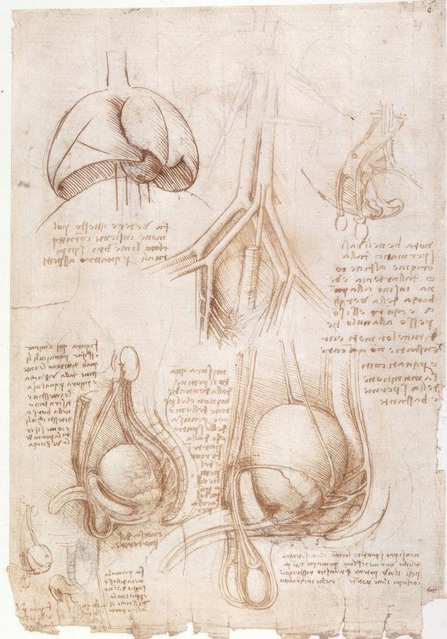 Anatomi undersøgelser: lunger, blære ... af Leonardo da Vinci