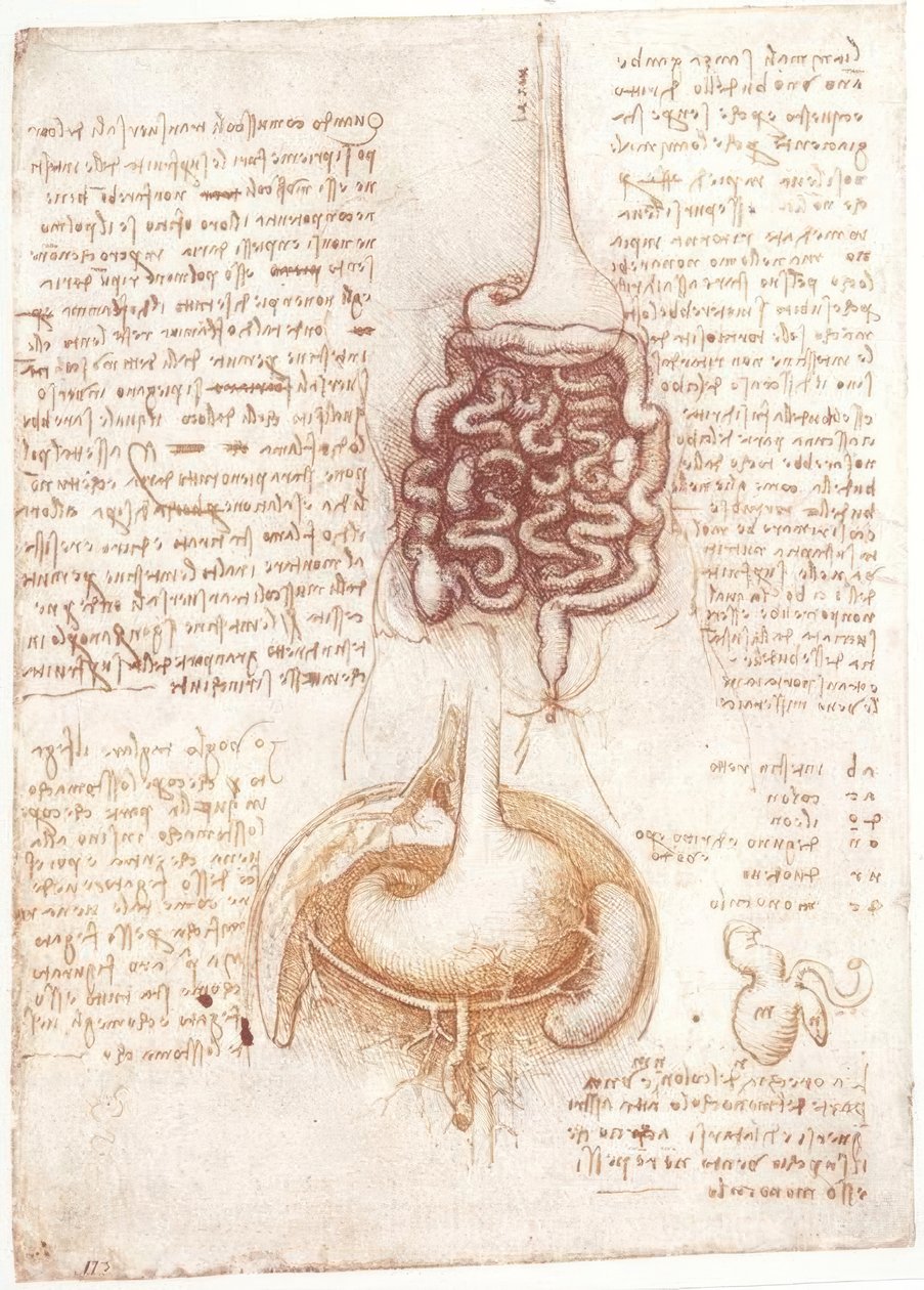 Anatomistudier: Fordøjelsessystem af Leonardo da Vinci