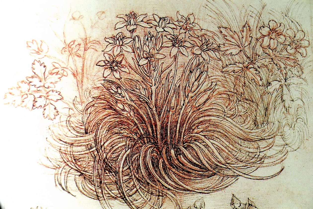 blomst af Leonardo da Vinci