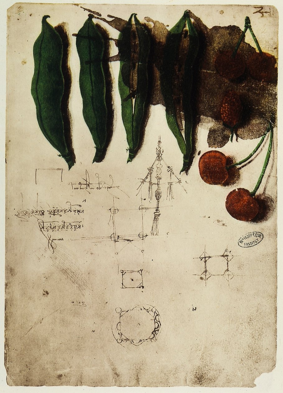Kirsebær og ærter: tegning af Leonardo da Vinci, en del af Codex B (2173), c.2r, anbragt i Institut de France, i Paris af Leonardo da Vinci