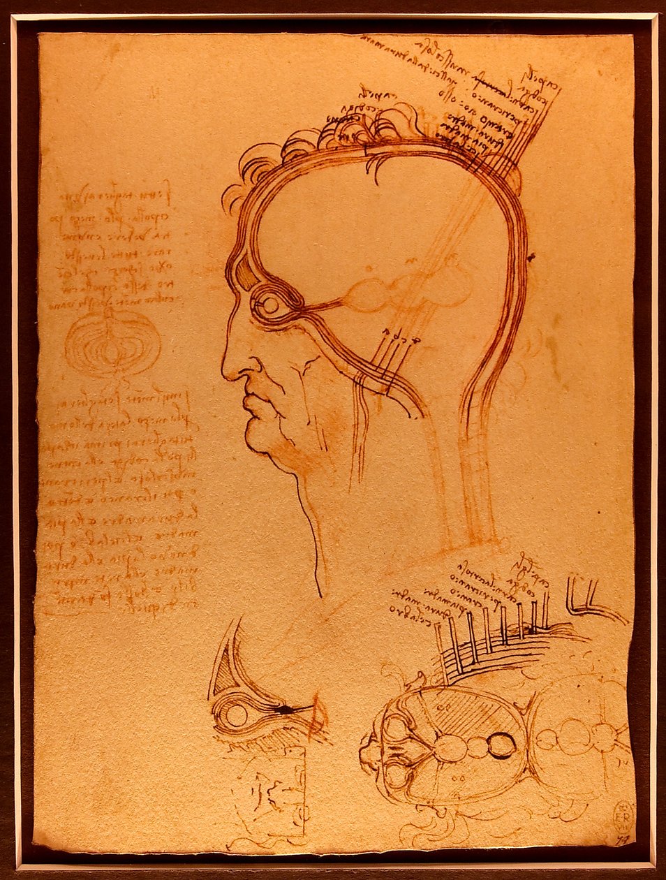 Etude -kran Luc Viatour af Leonardo da Vinci
