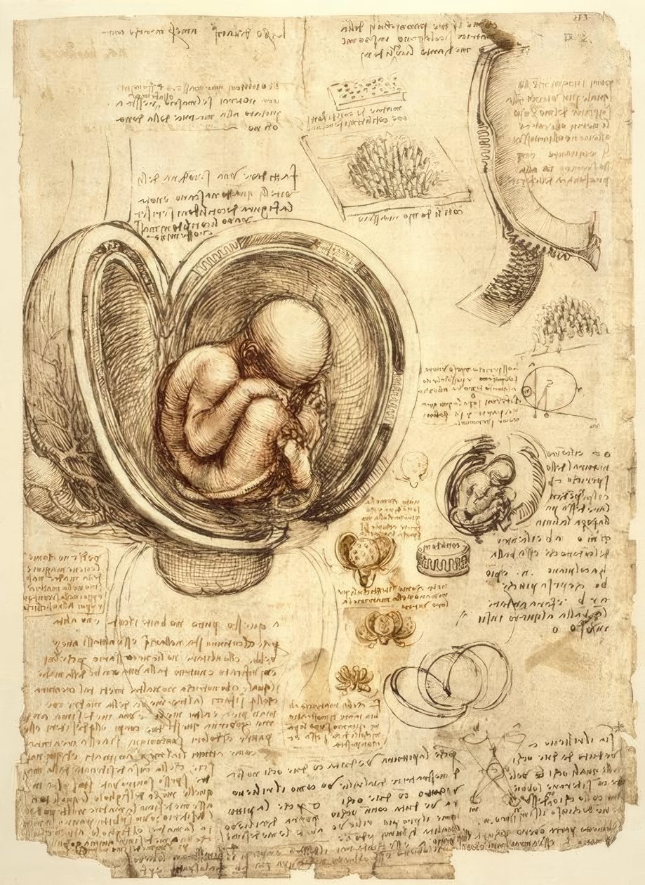Foster i livmoderen af Leonardo da Vinci