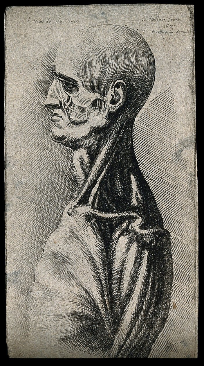 Hoved og skuldre på en mand set fra venstre af Leonardo da Vinci