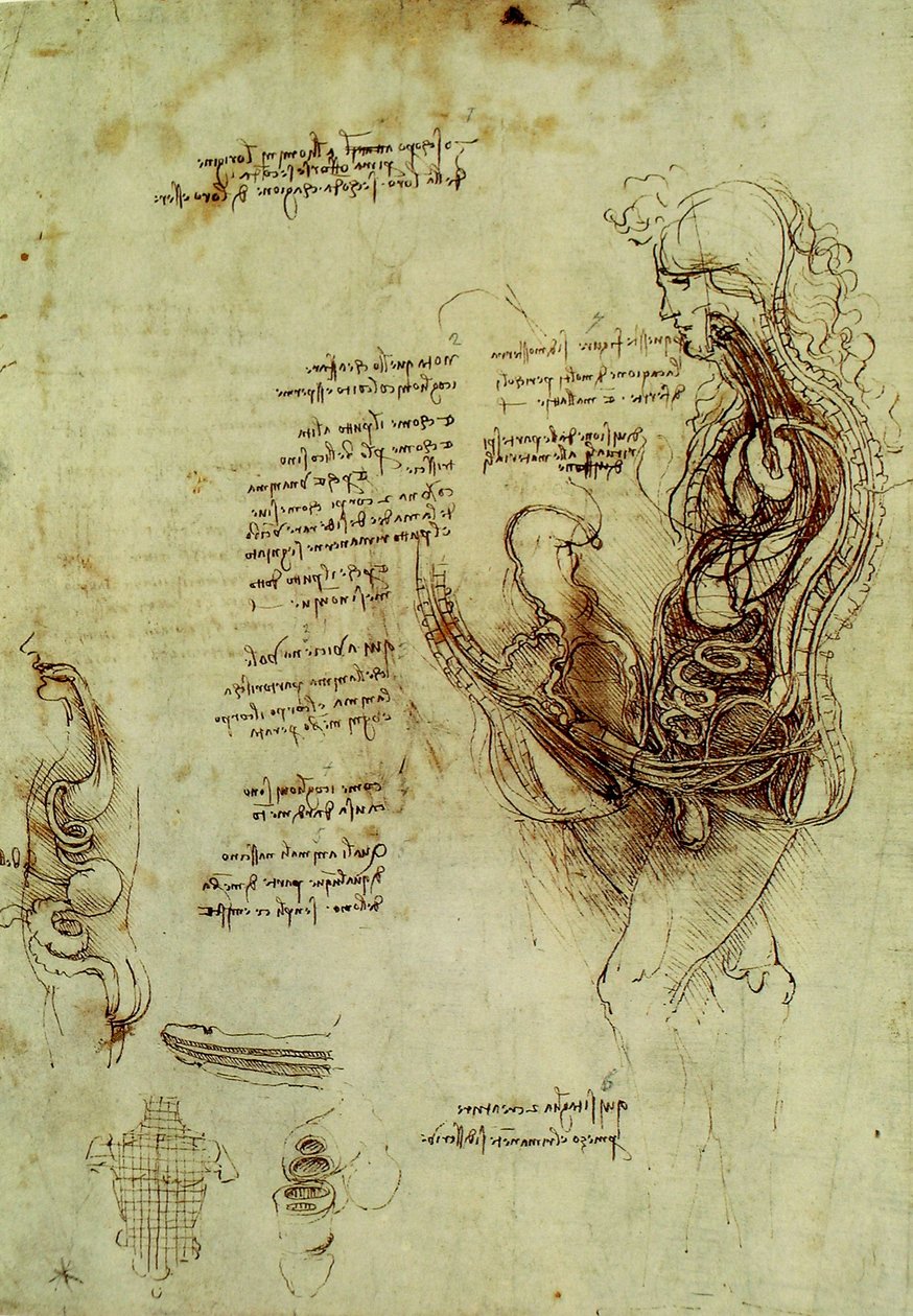 Mandlige kønsorganer af Leonardo da Vinci