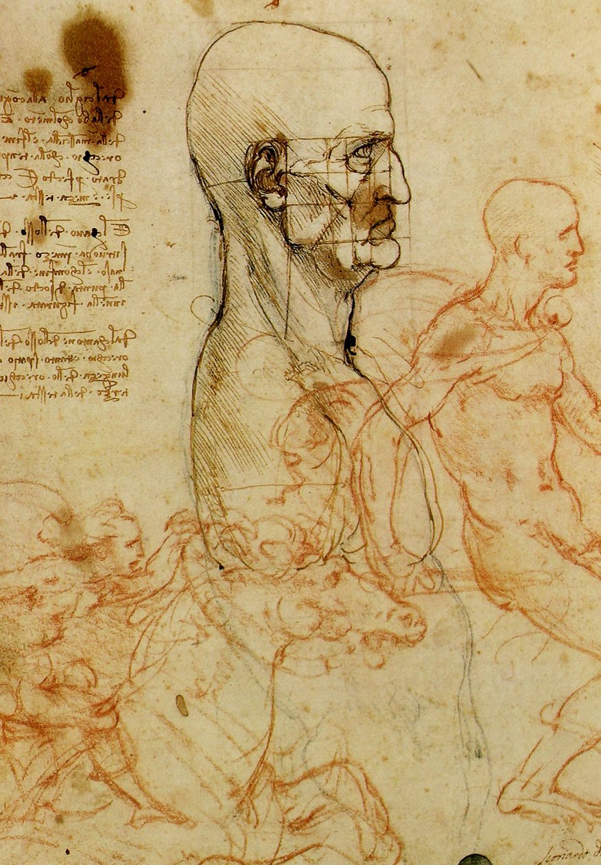 Mandlig hovedundersøgelse af Leonardo da Vinci