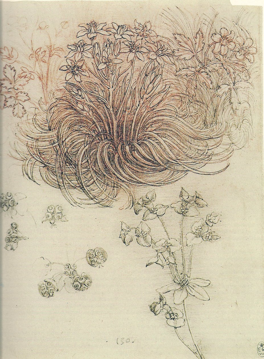 Ornithogalum (stjerne i Betlehem) af Leonardo da Vinci