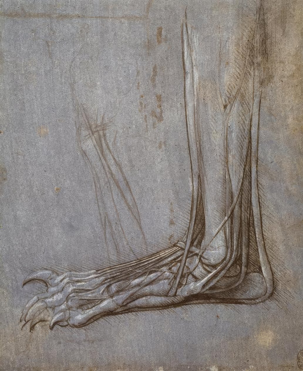 Extensor sener i tæerne på en bjørnes pote af Leonardo da Vinci