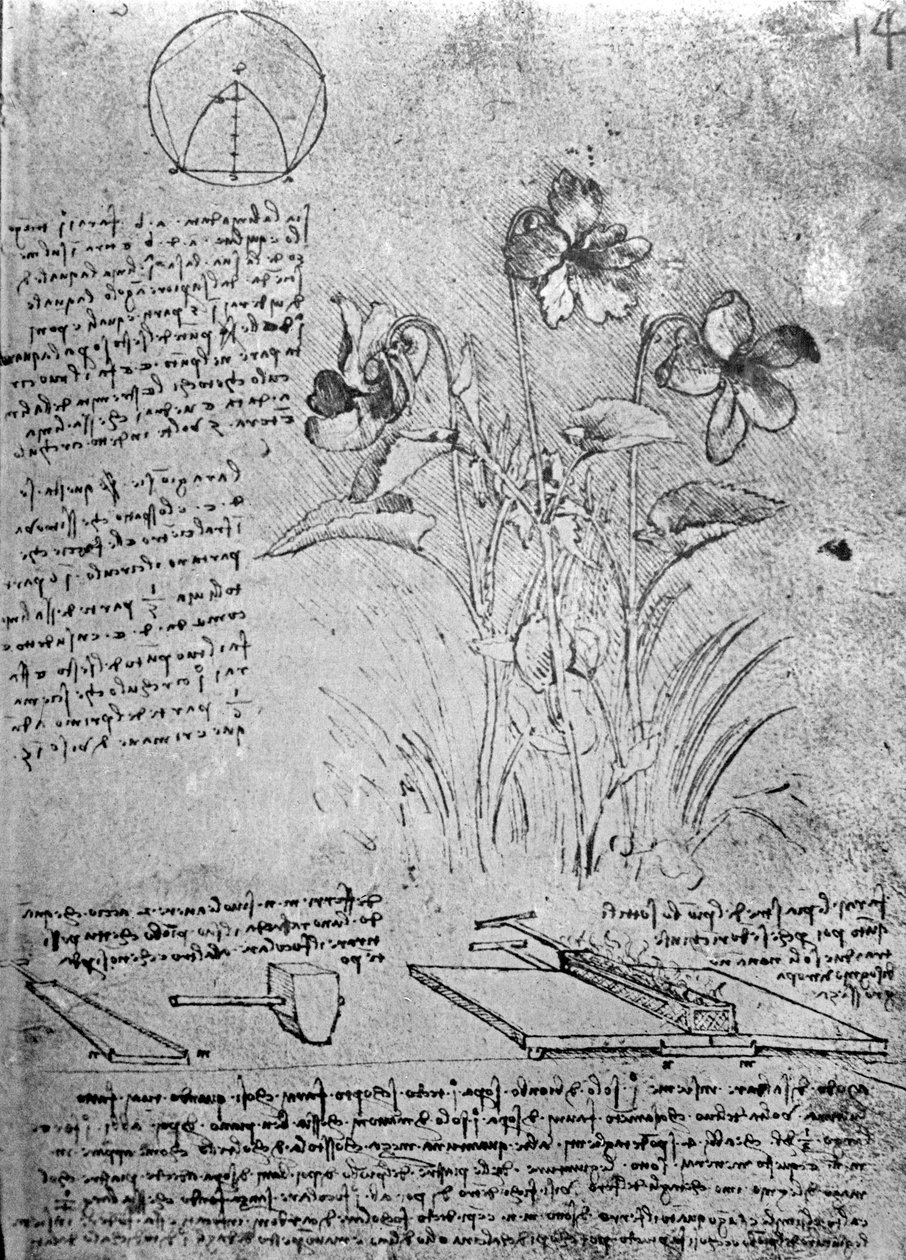 Studier af violer (Viola odorata og Viola canina), fol. 14r fra Manuskript B, ca. 1487-90 (pen og blæk på papir) af Leonardo da Vinci