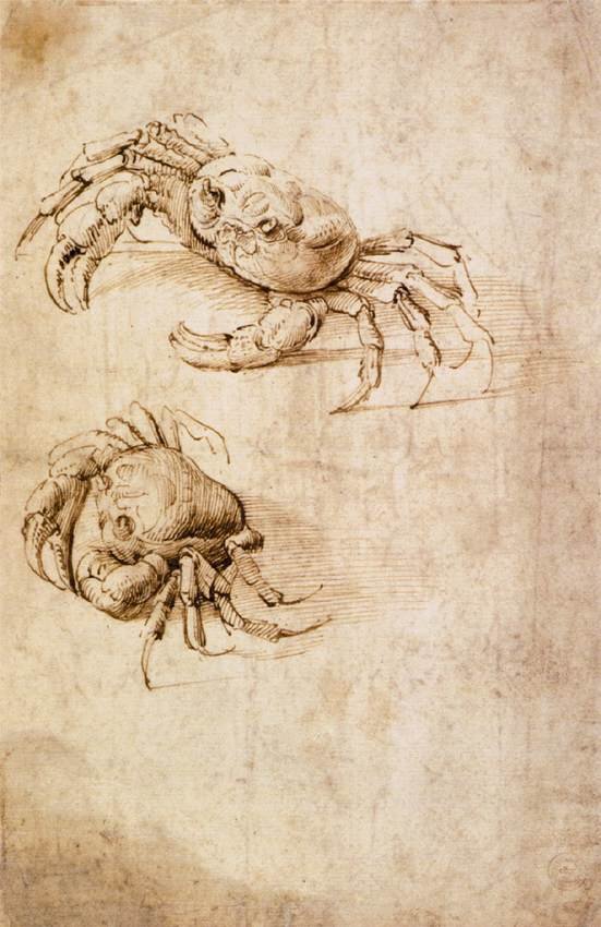 Undersøgelser af krabber af Leonardo da Vinci