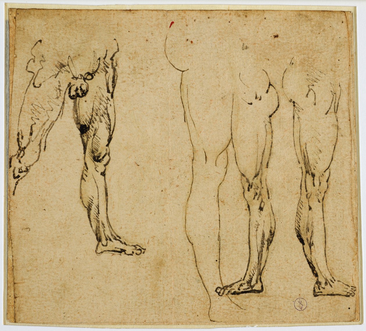 Studier af mandige ben, ca. 1485-1487 (pen og blæk, med spor af metalspids på papir) af Leonardo da Vinci