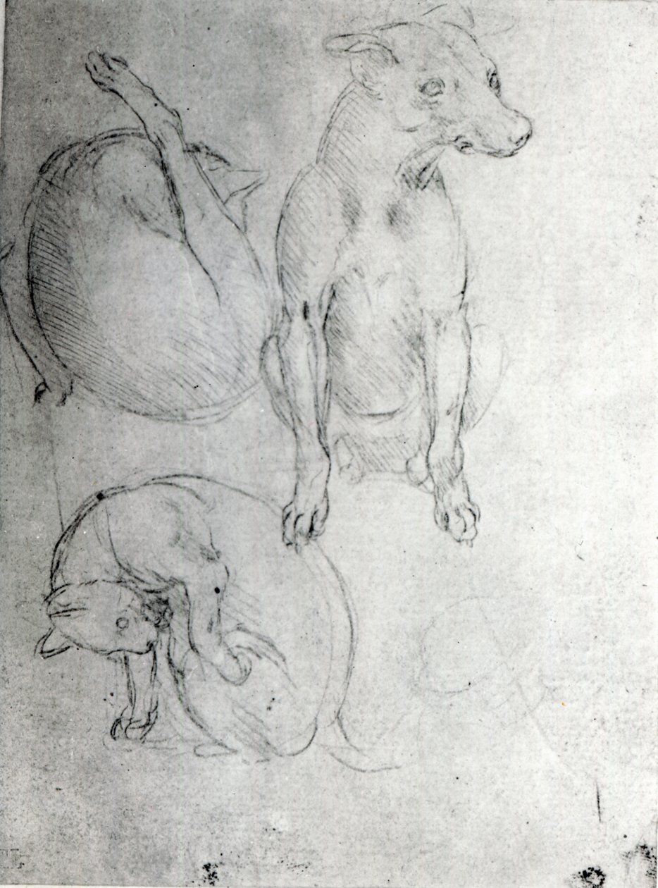 Studie af en hund og en kat, ca. 1480 (metalpoint på papir) af Leonardo da Vinci