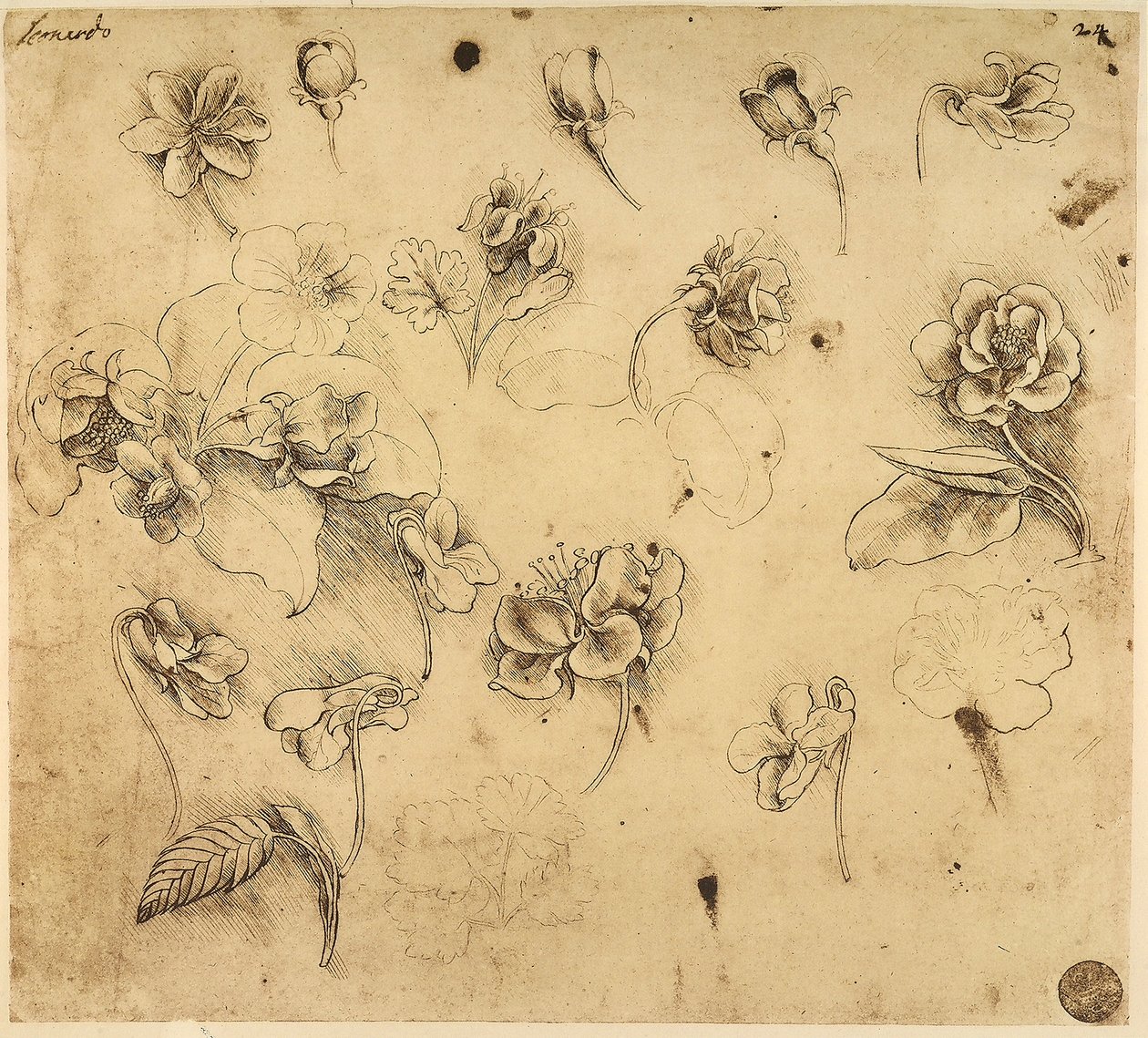 Studie af blomster, pentegning på gult papir, med tegn på sølvspidsforberedelse, af Leonardo da Vinci, bevaret i Akademiets Galleri, Venedig. af Leonardo da Vinci