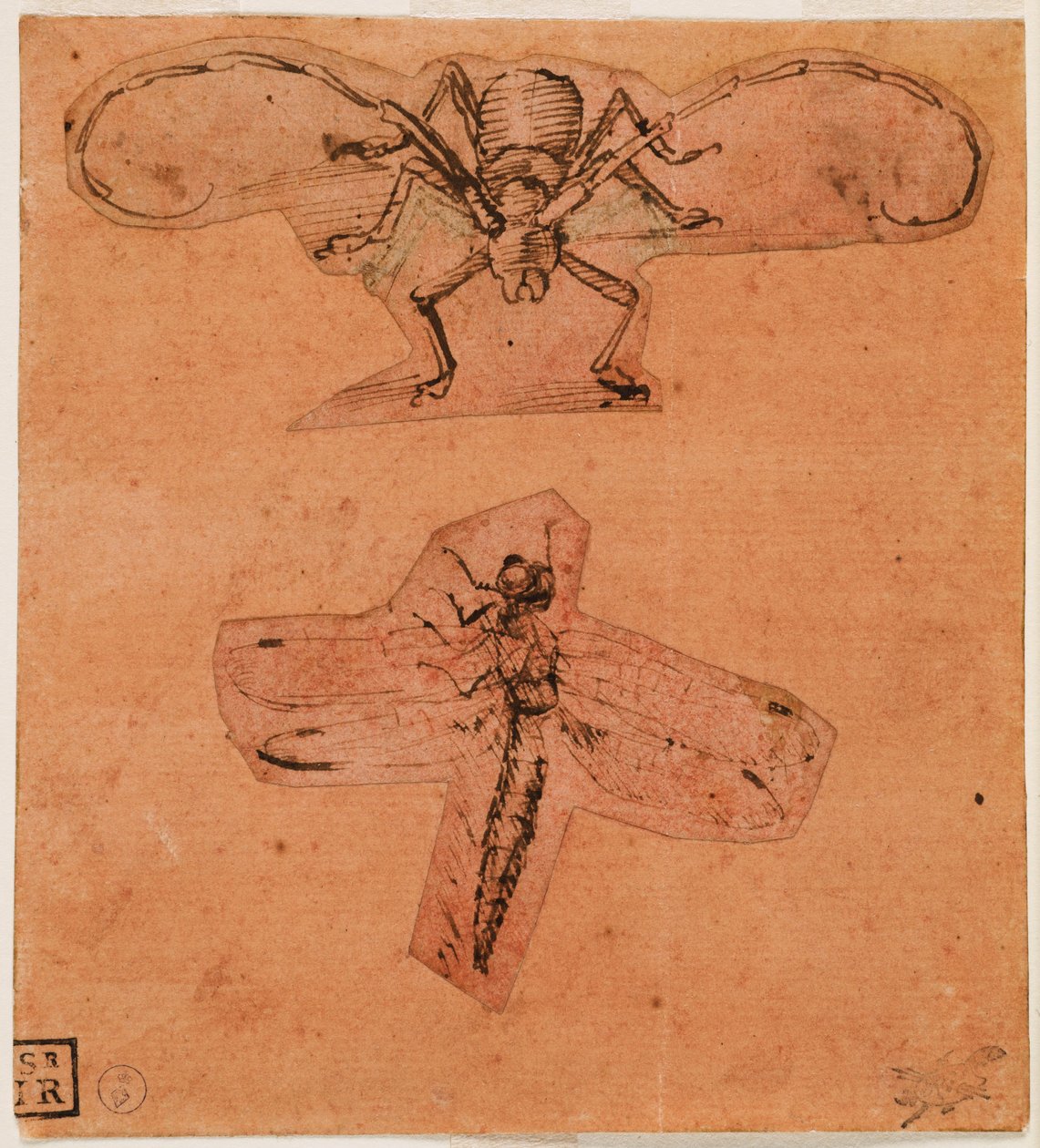 Undersøgelse af insekter, ca. 1480 (øverste tegning) og ca. 1503-1505 (nederste tegning) (pen og blæk på forberedt papir af rødt, tegninger udskåret og limet) af Leonardo da Vinci
