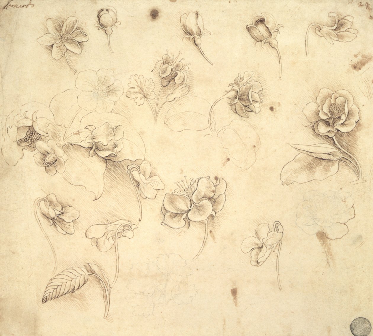 Studie af blomsterne af græslignende planter (Briza Maxima) c.1481-83 af Leonardo da Vinci