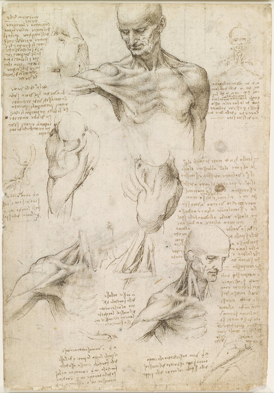 Overfladisk anatomi af skulder og nakke (recto) af Leonardo da Vinci