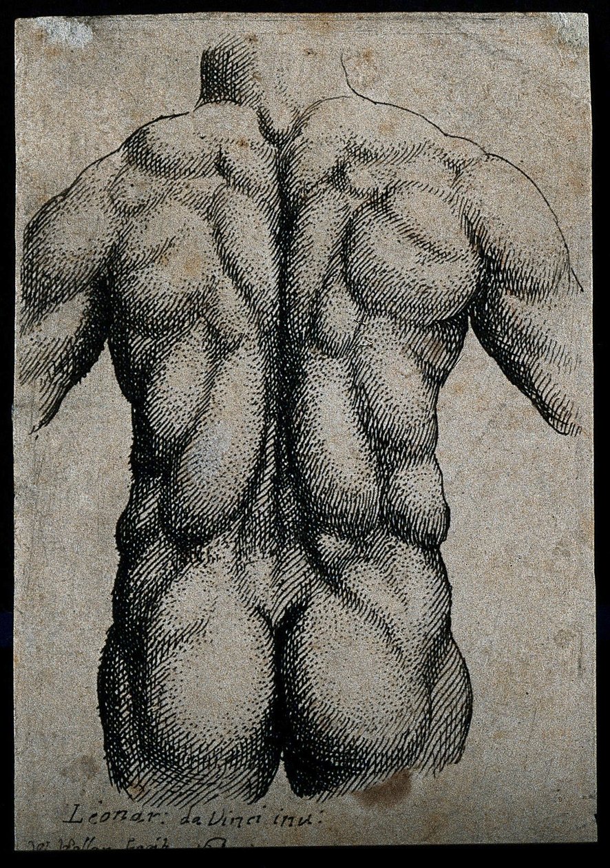 Torso af en mand set bagfra med musklerne understreget af Leonardo da Vinci