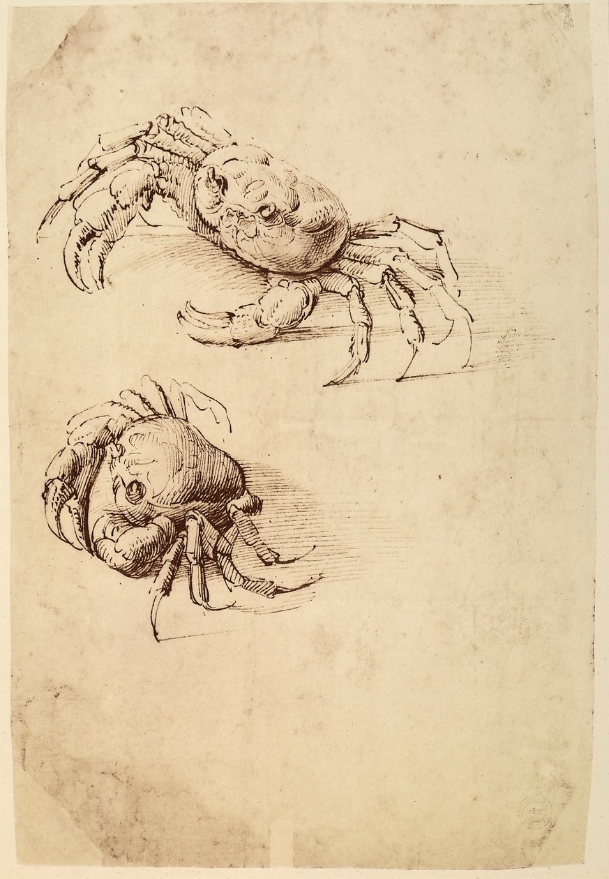 To krabber; pentegning på hvidt papir af Leonardo da Vinci bevaret i Wallraf-Richartz-museet i Köln. af Leonardo da Vinci