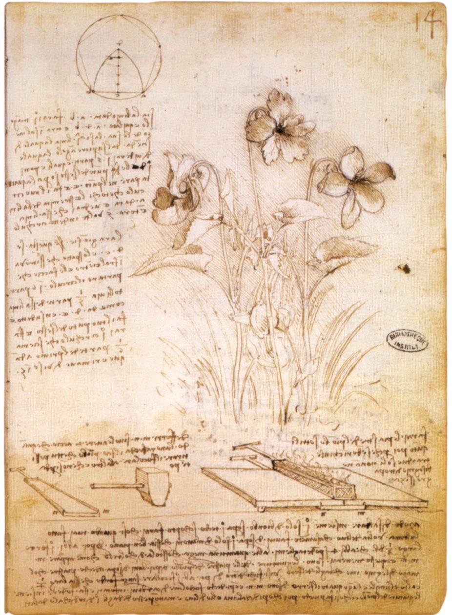 geometriske figurer og botanisk tegning af Leonardo da Vinci