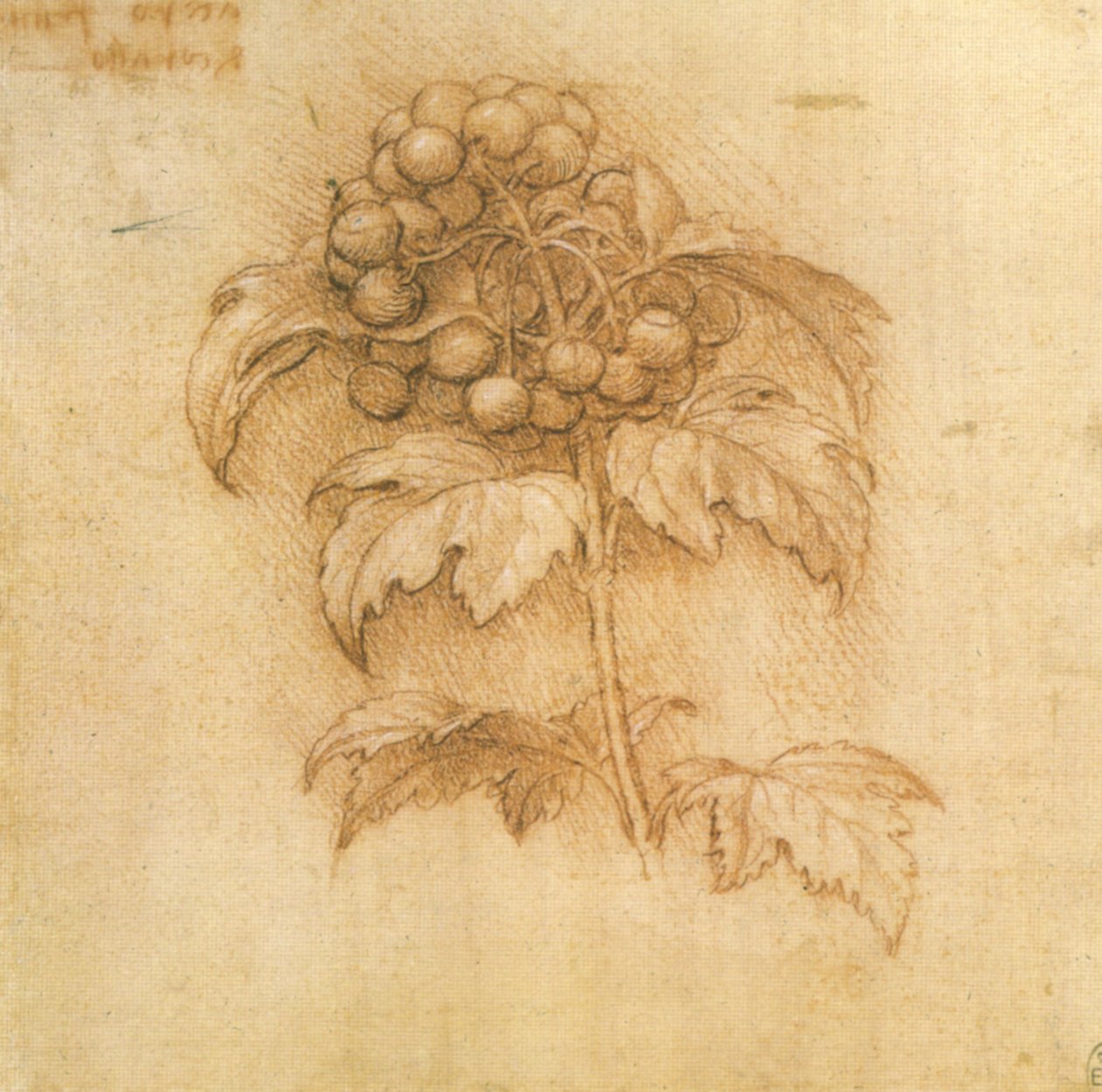 tranebær af Leonardo da Vinci