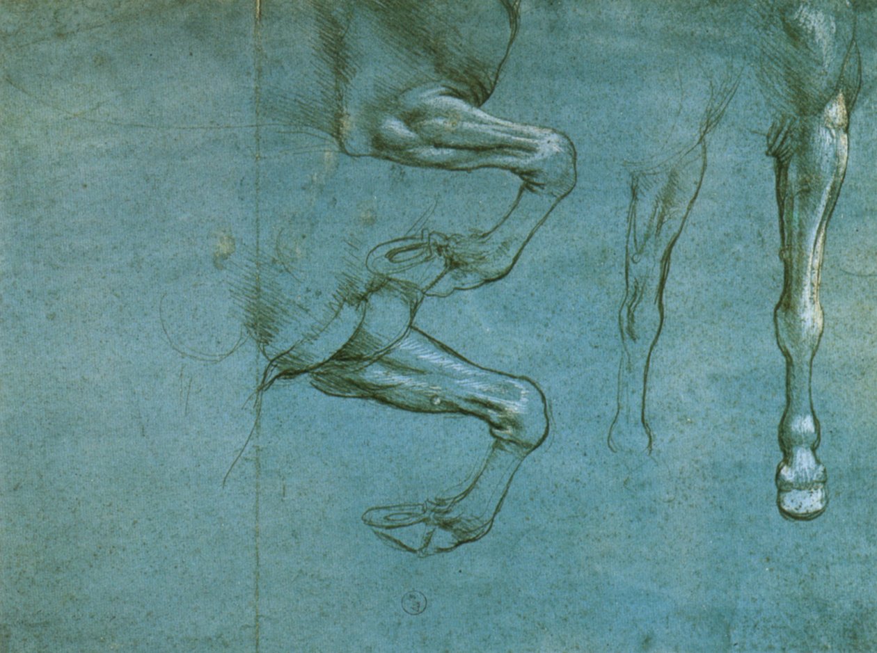 undersøgelse af forbenene på en hest af Leonardo da Vinci