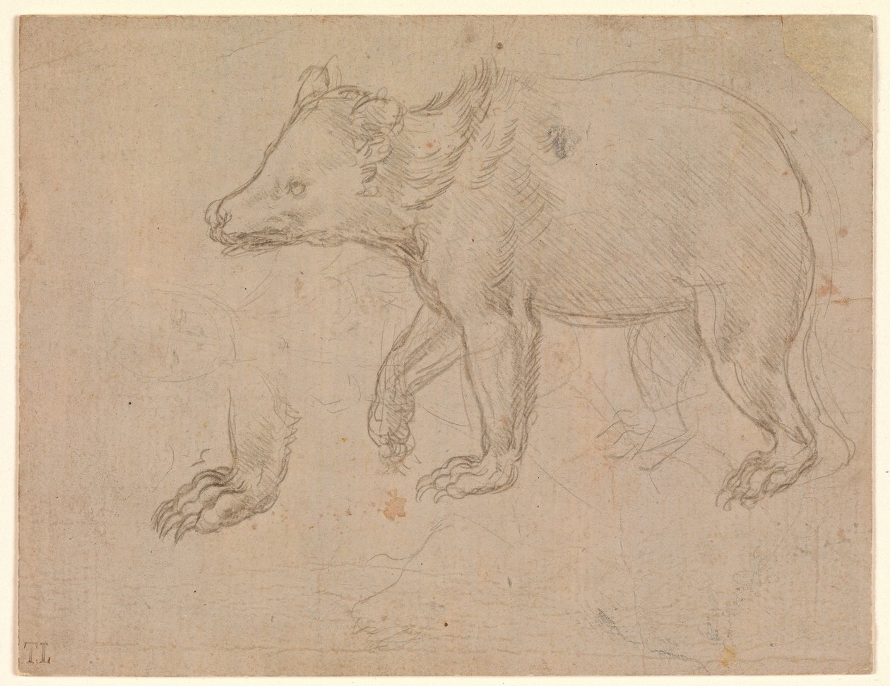 En bjørn på vandring af Leonardo da Vinci