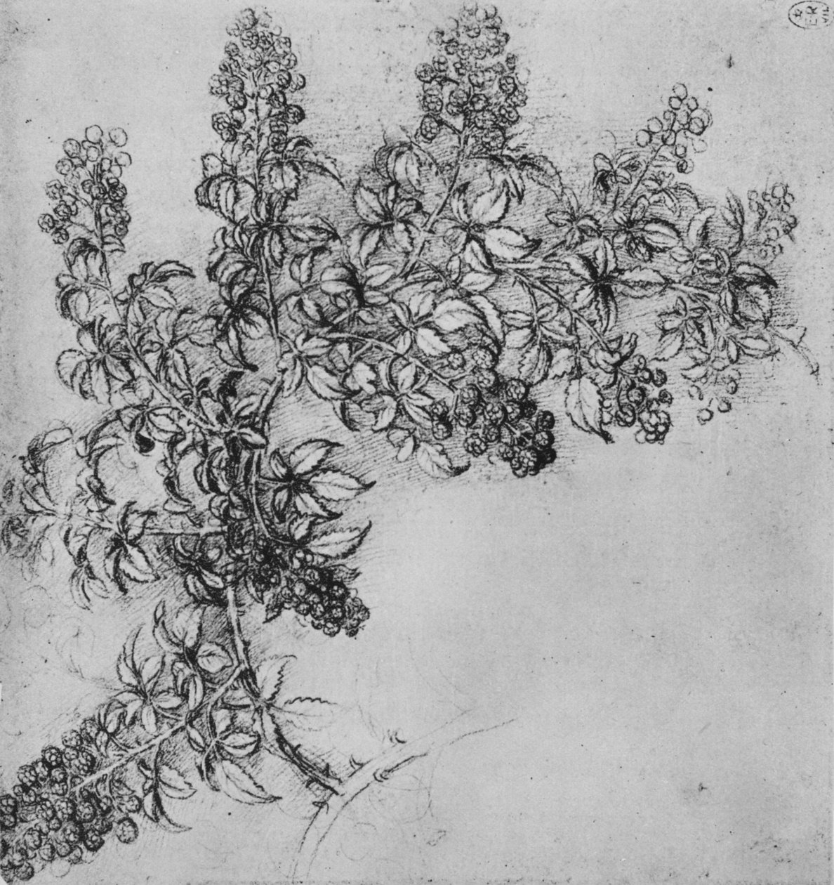 A Branch of Blackberry, c1480 1945 af Leonardo da Vinci