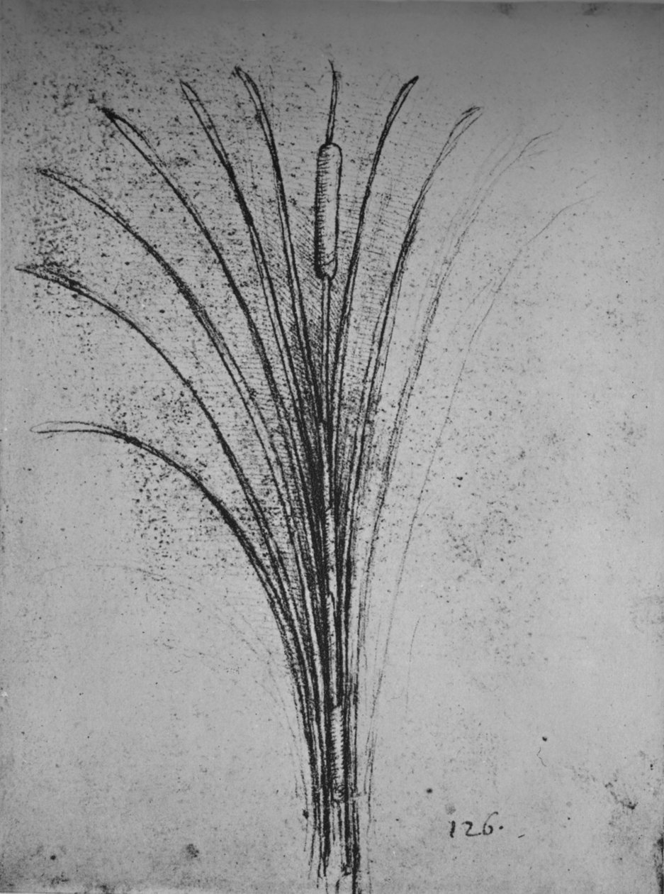 A Bulrush, c1480 1945 af Leonardo da Vinci