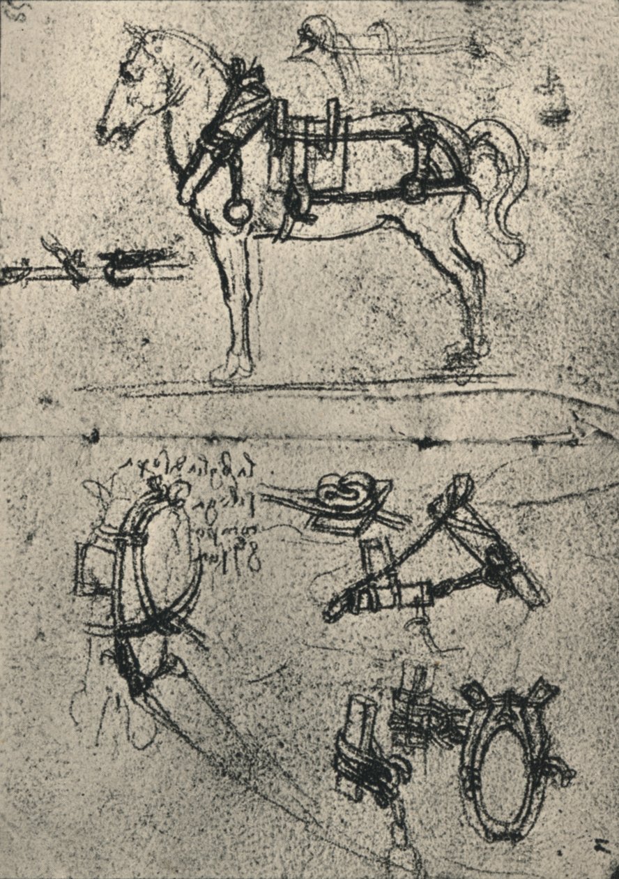 A Harnessed Cart-Horse and Studies of Sele, c1480 1945 af Leonardo da Vinci