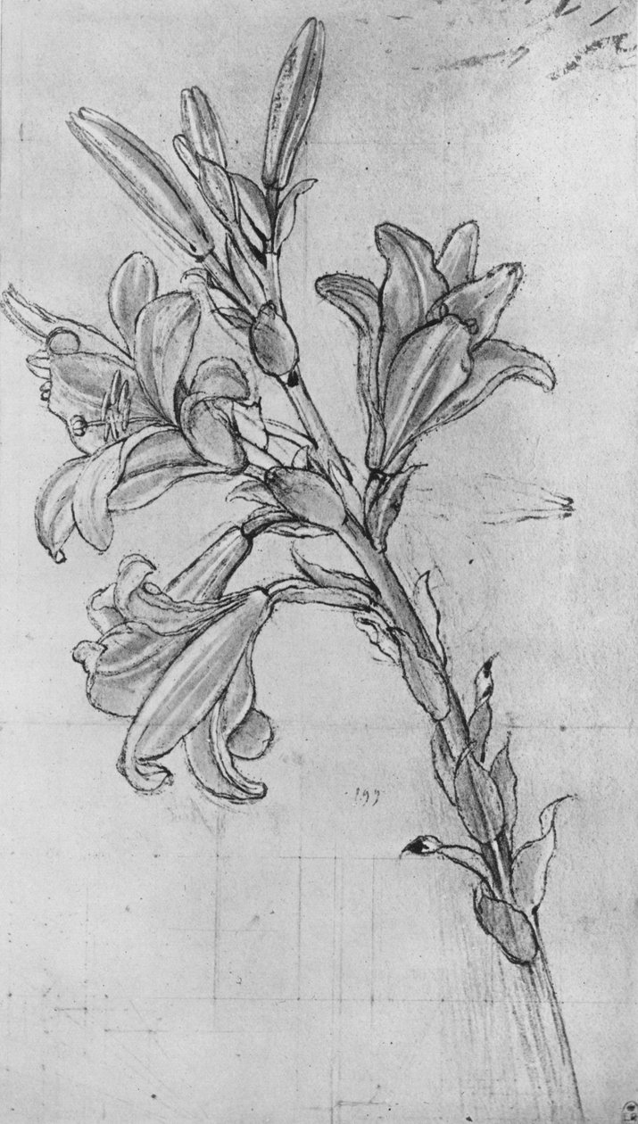 A Lily, c1480 1945 af Leonardo da Vinci