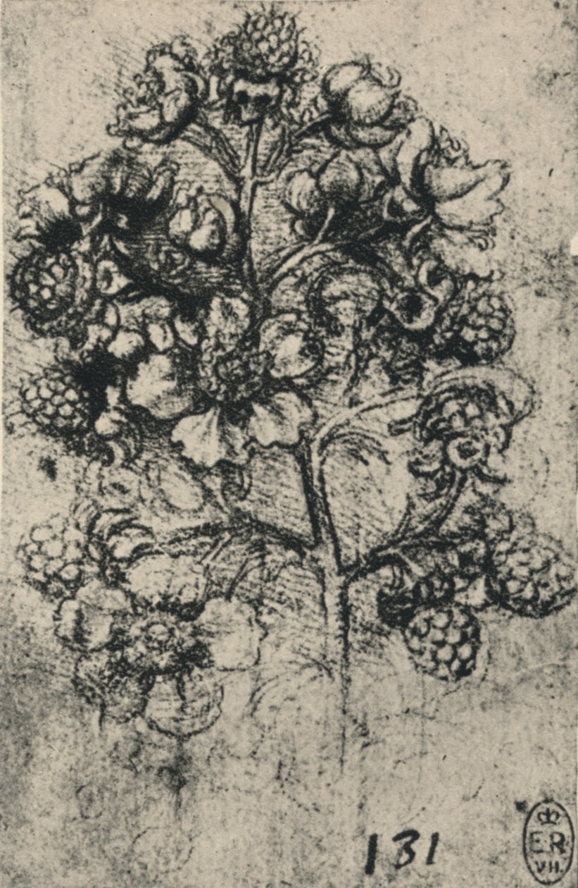 A Spray of Brambles, c1480 1945 af Leonardo da Vinci