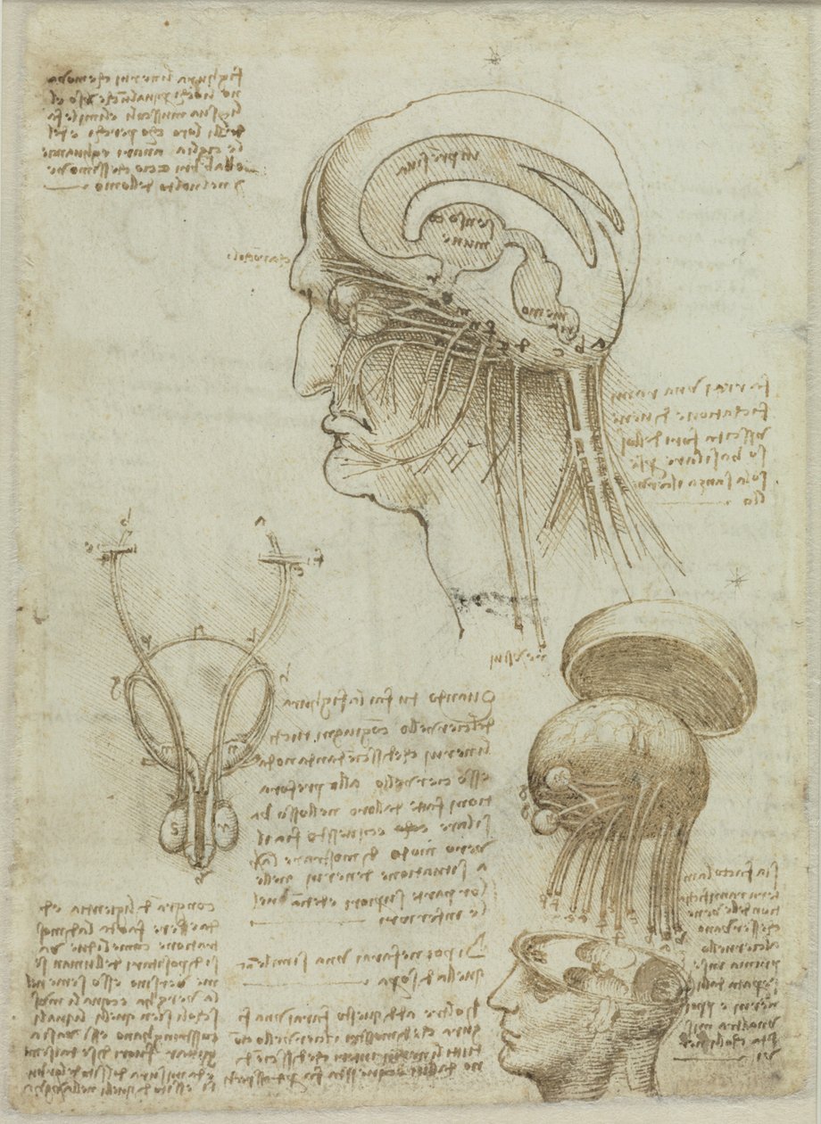 Et manuskriptark med anatomiske tegninger og noter, 1506-1508. af Leonardo da Vinci