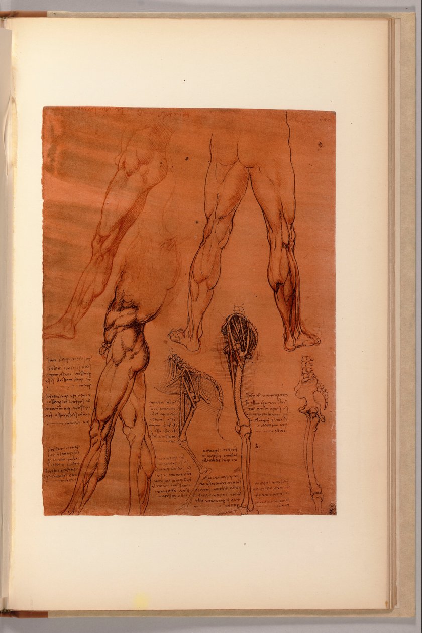 En side fra "Quaderni d"Anatomia, I-VI, 1911-16 af Leonardo da Vinci