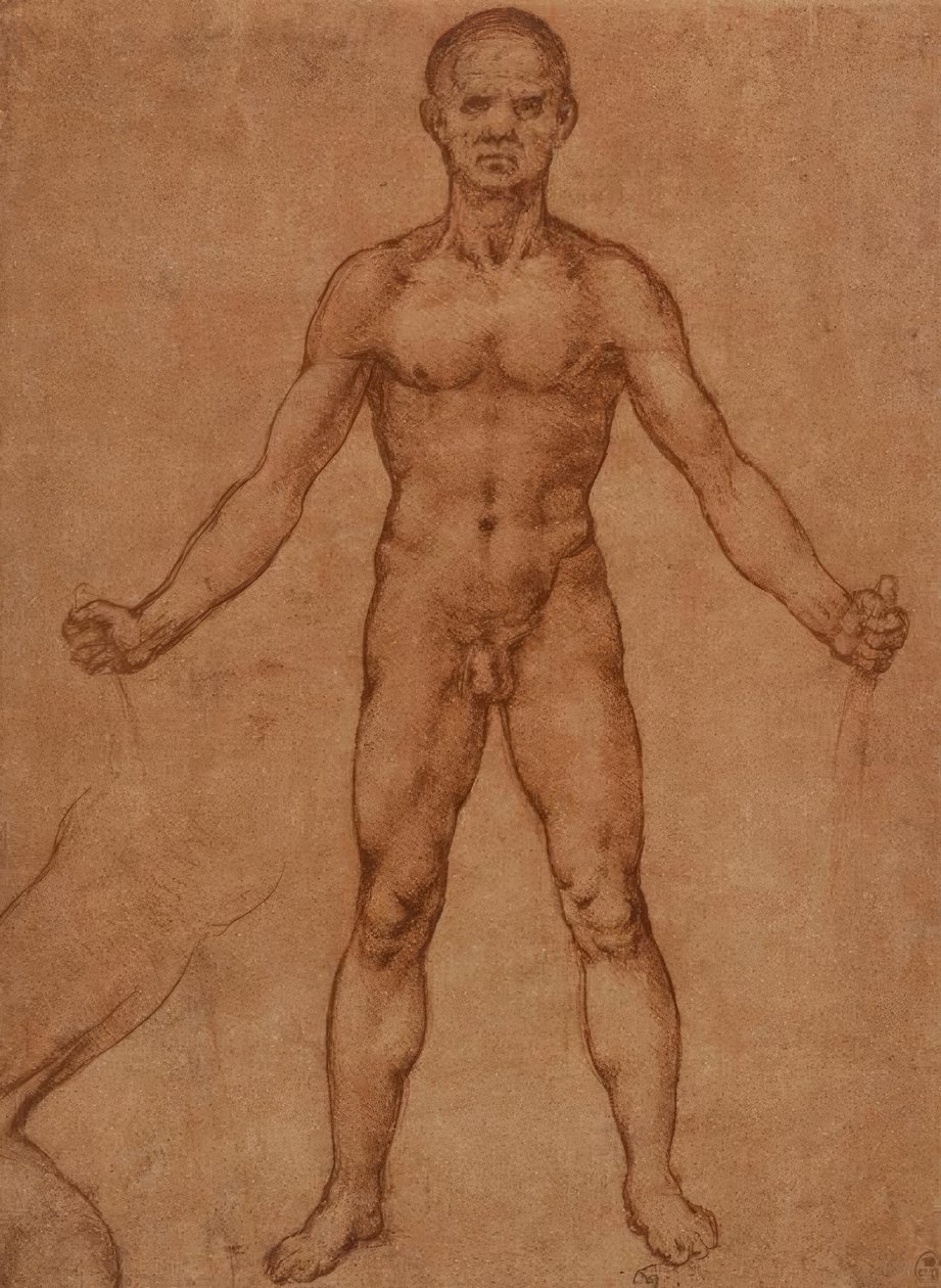 Nøgenstudie af en stående mand, frontal af Leonardo da Vinci