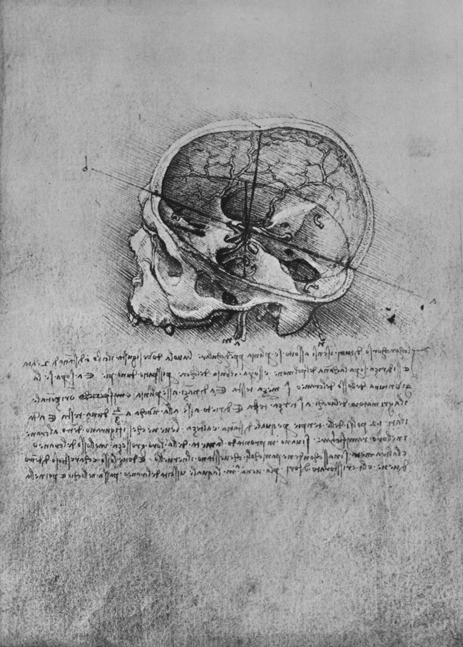 Anatomisk tegning af en kranie til venstre, c1480 1945 af Leonardo da Vinci