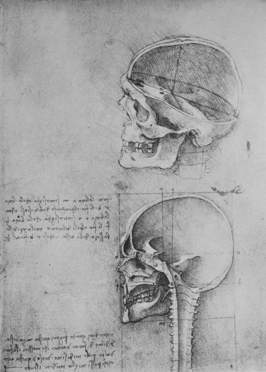 Anatomiske tegninger af to kranier i profil til venstre, c1480 1945 af Leonardo da Vinci