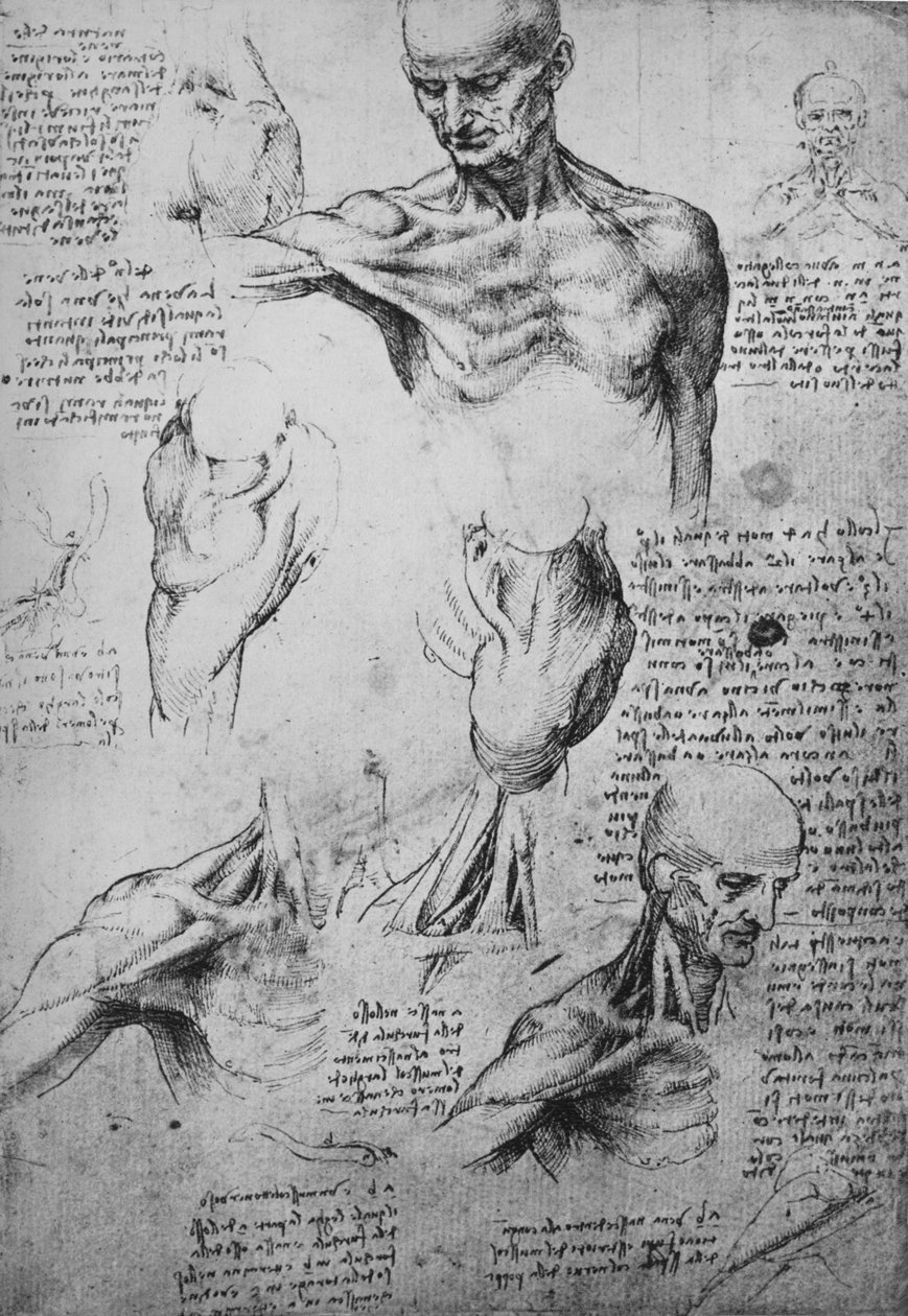 Anatomiske tegninger af en mands hals og skuldre, c1480 1945 af Leonardo da Vinci
