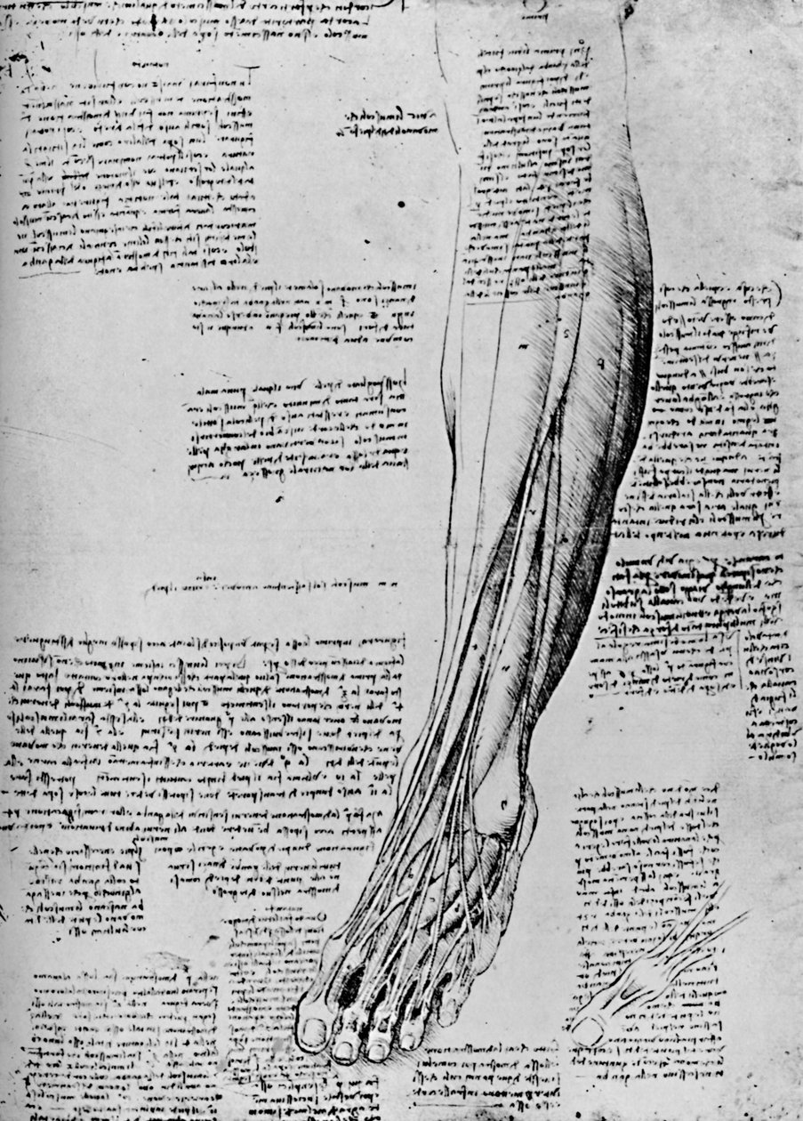 Anatomisk undersøgelse af fodmuskler, 1928 af Leonardo da Vinci