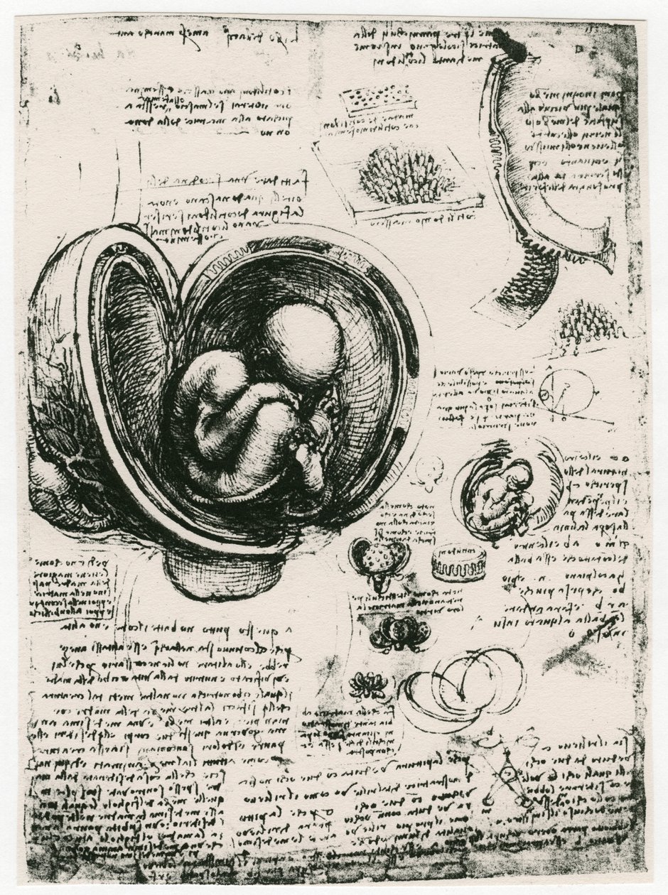 Anatomisk skitse af et menneskefoster i livmoderen, c1510 af Leonardo da Vinci