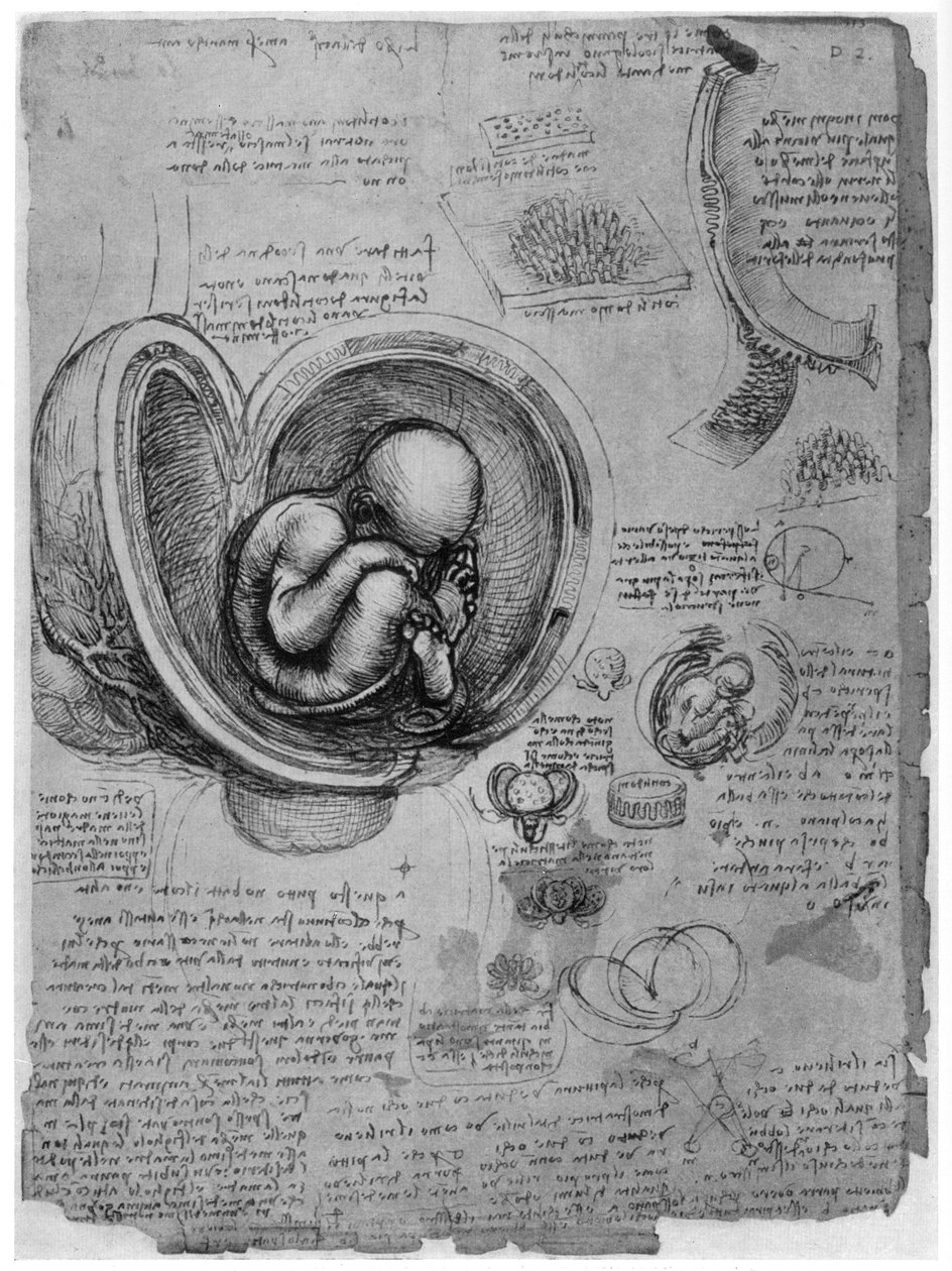Anatomisk skitse af et menneskeligt foster i livmoderen, c1510 1954 af Leonardo da Vinci
