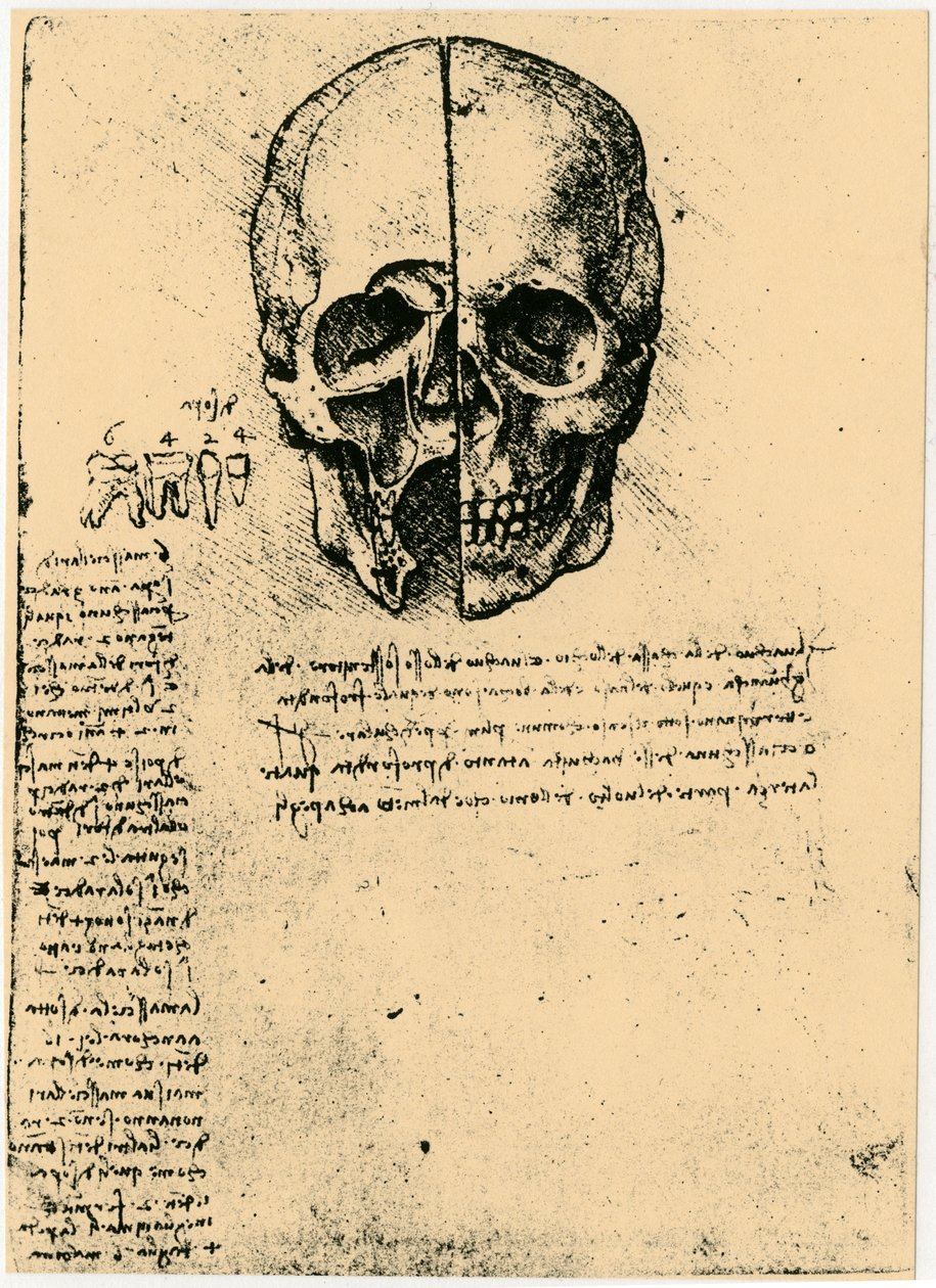 Anatomisk skitse af et menneskeskalle, c1472-1519 af Leonardo da Vinci