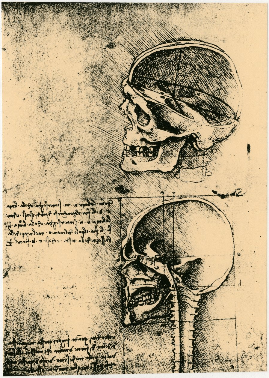 Anatomisk skitse, to undersøgelser af et menneskeskalle, c1489 af Leonardo da Vinci