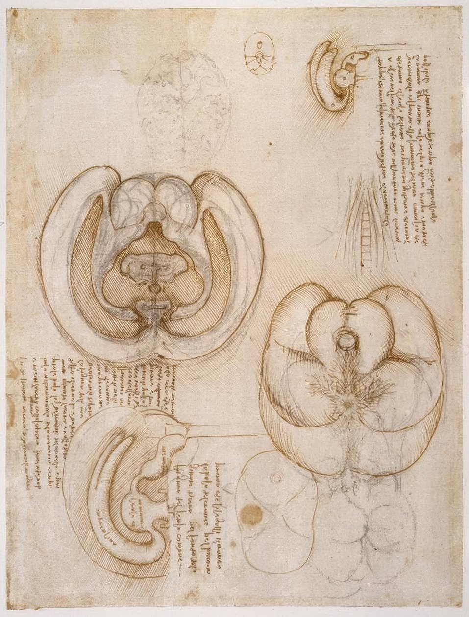 Anatomiestudien af Leonardo da Vinci