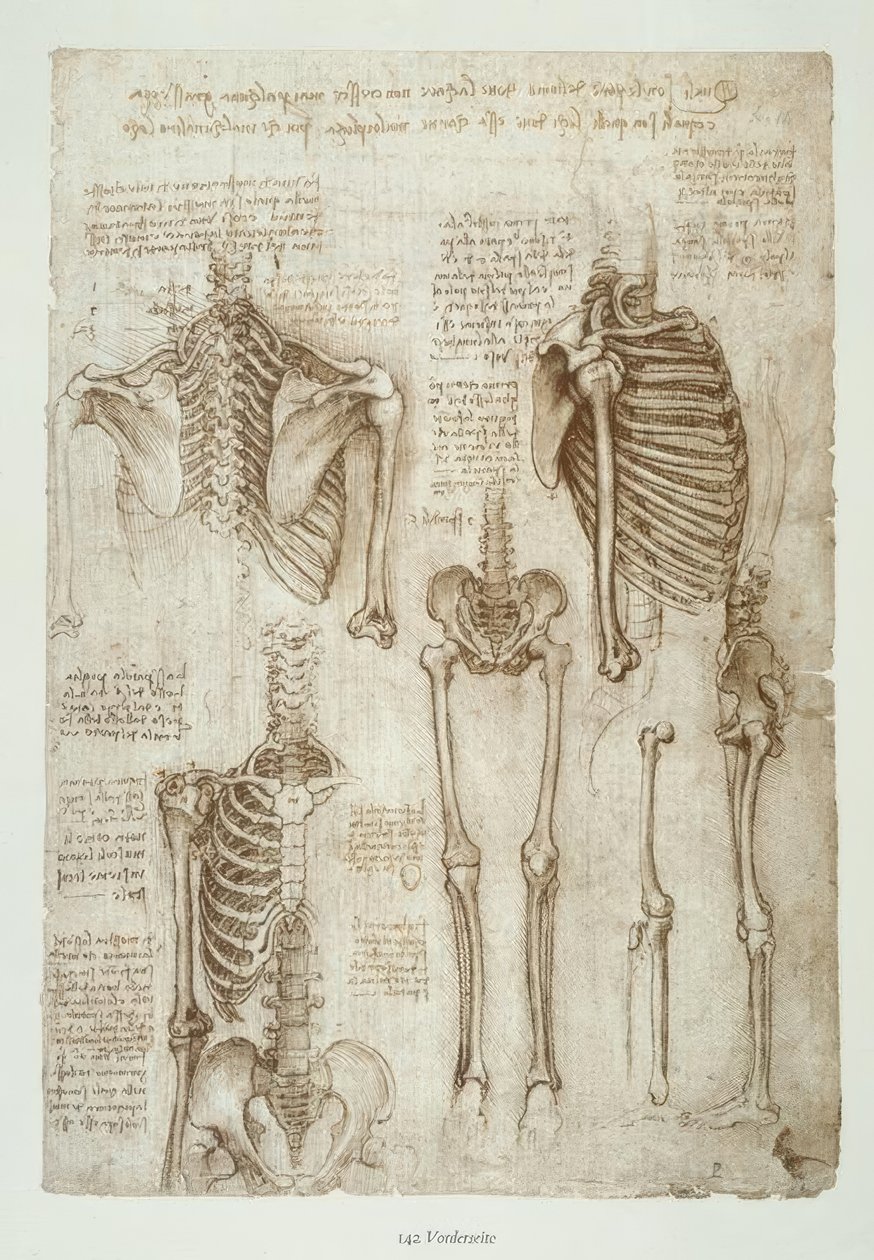Anatomiestudien af Leonardo da Vinci