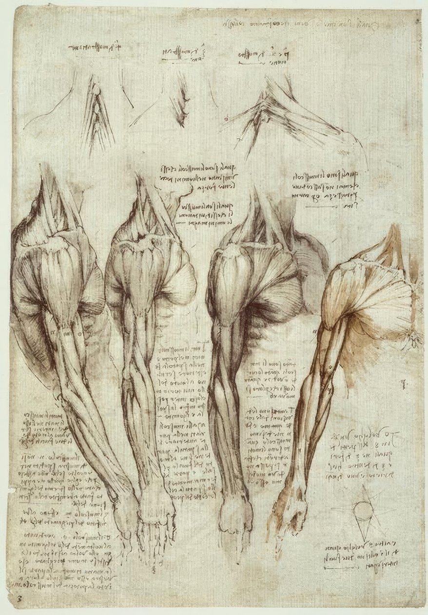 Anatomiestudien af Leonardo da Vinci