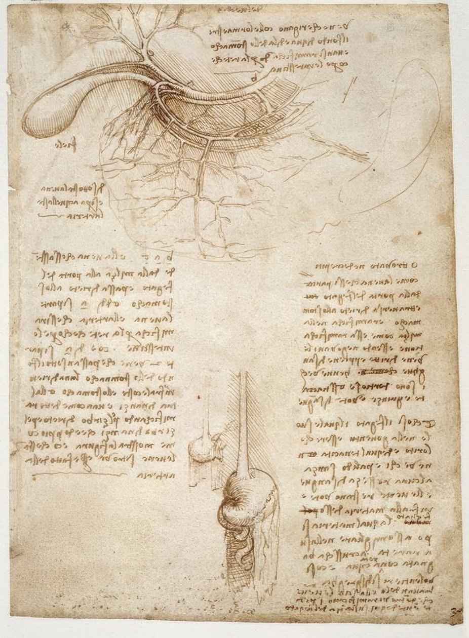 Anatomiestudien af Leonardo da Vinci