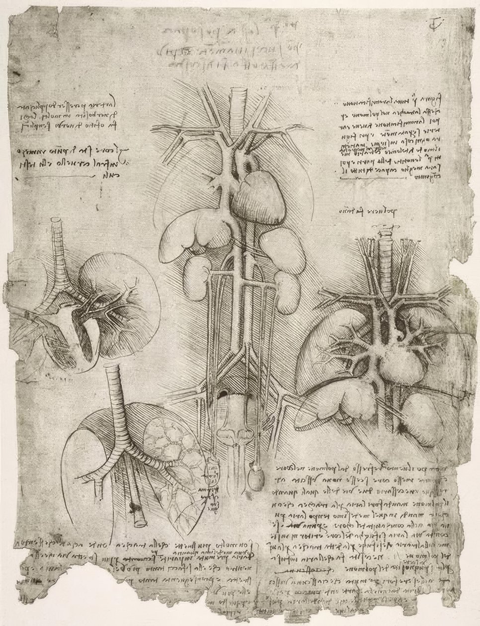 Anatomiestudien af Leonardo da Vinci